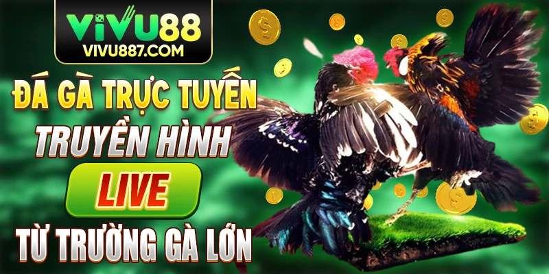 Vivu88 đá gà trực tuyến truyền hình live từ trường gà